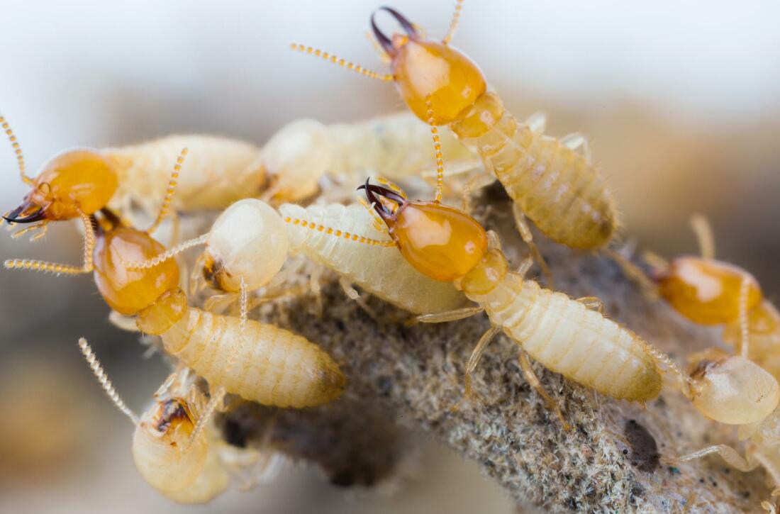 Pest Control Huntington Station
